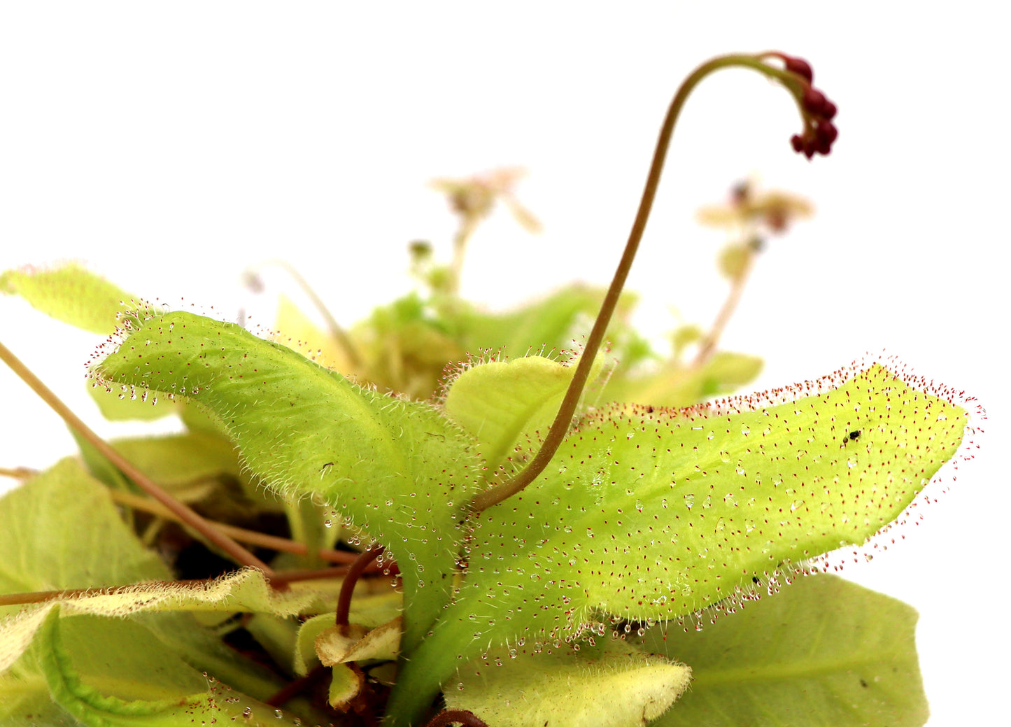 Drosera andromeda
