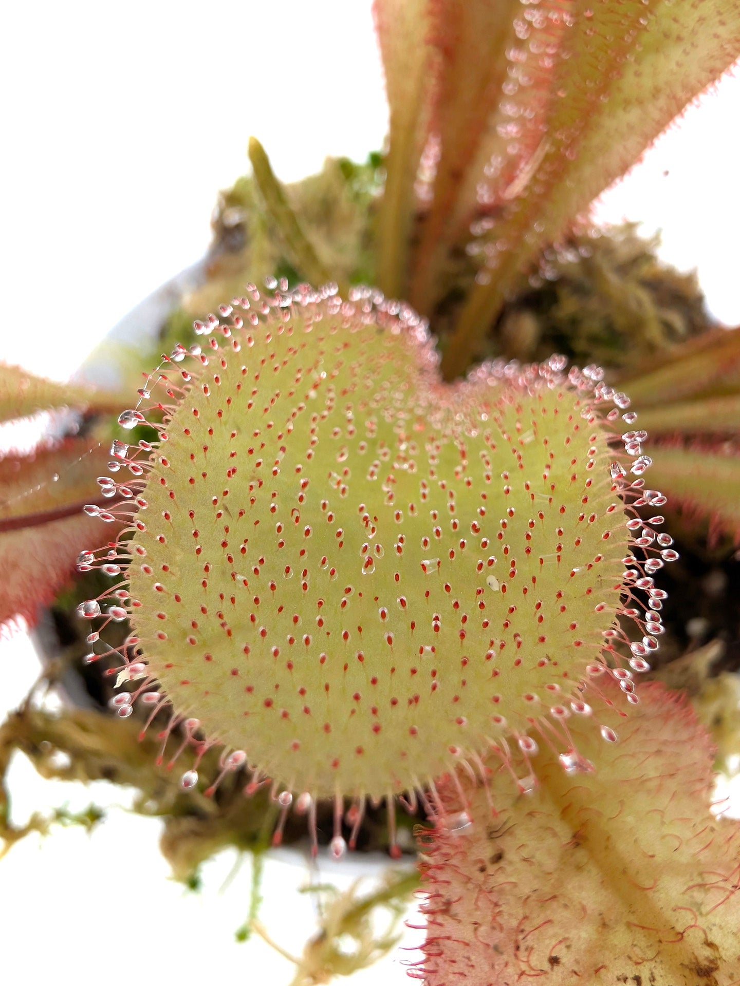 Drosera andromeda