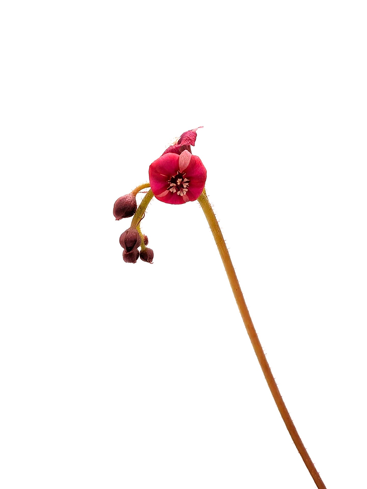 Drosera andromeda