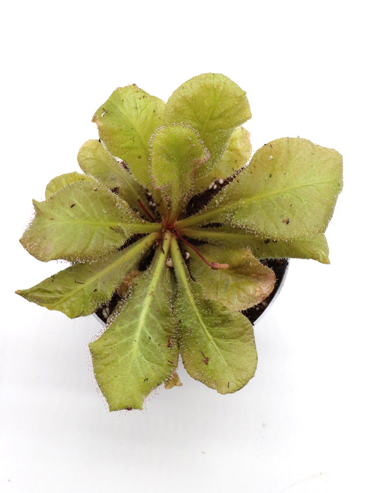 Drosera andromeda