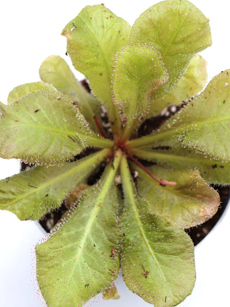 Drosera andromeda