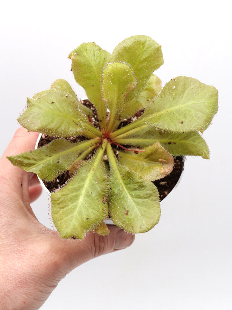 Drosera andromeda