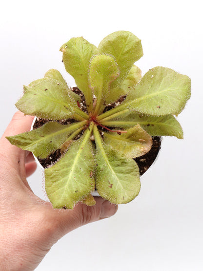 Drosera andromeda