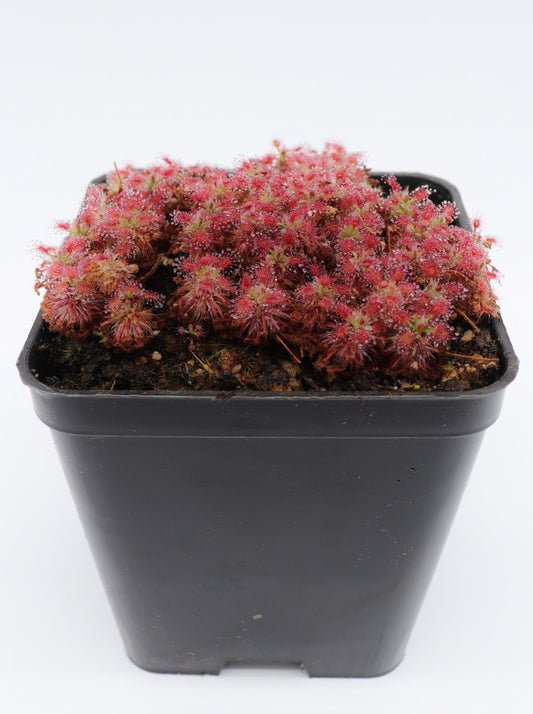 Drosera androsacea