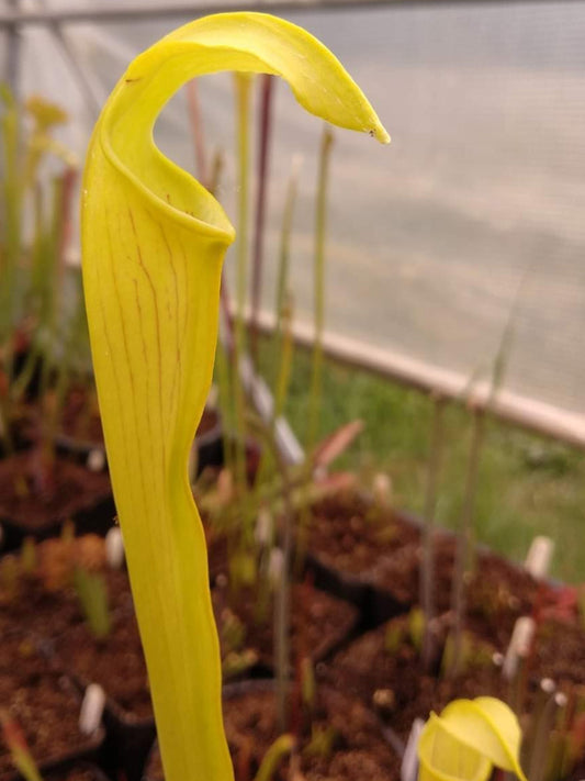 A44 MK Sarracenia alata var. geflügelt „Sehr vermummt“