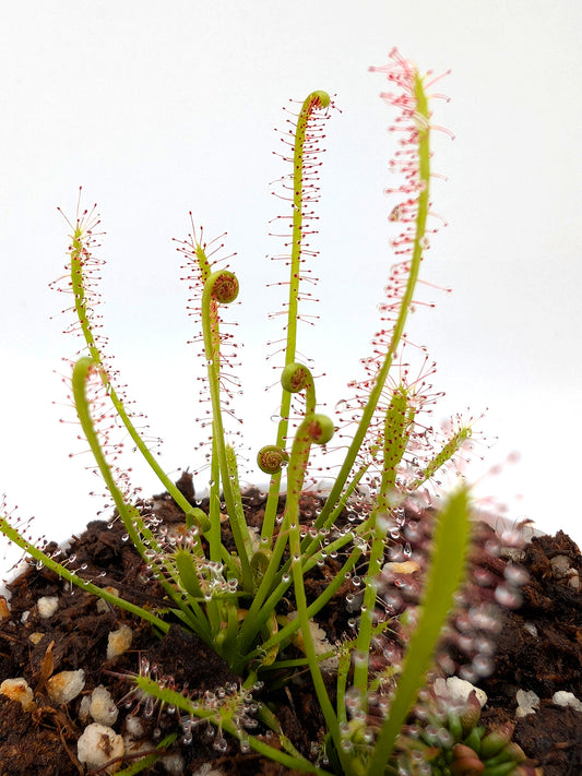 Drosera anglica x filiformis „All Red“