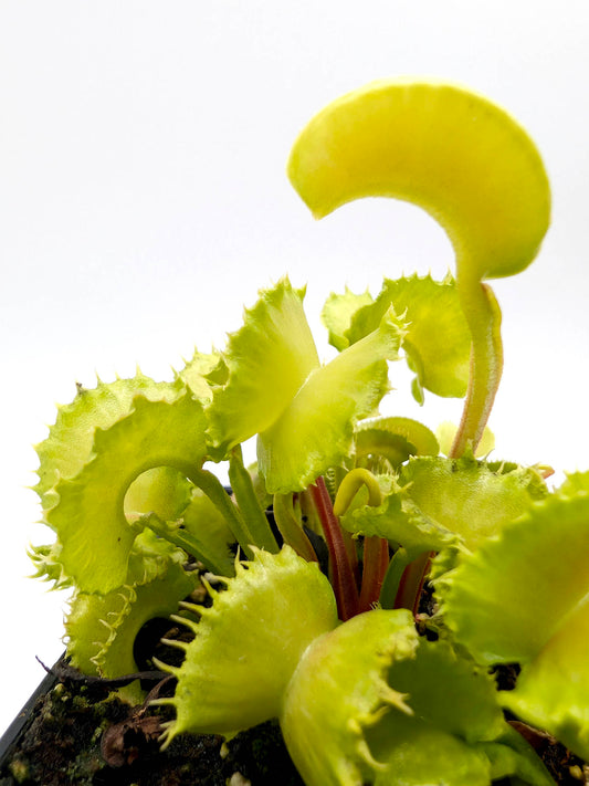 Dionaea muscipula Angry Lettuce
