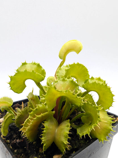 Dionaea muscipula Angry Lettuce