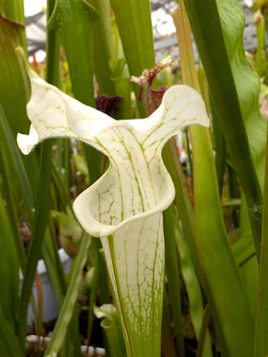 Sarracenia x areolata 'White Knight'