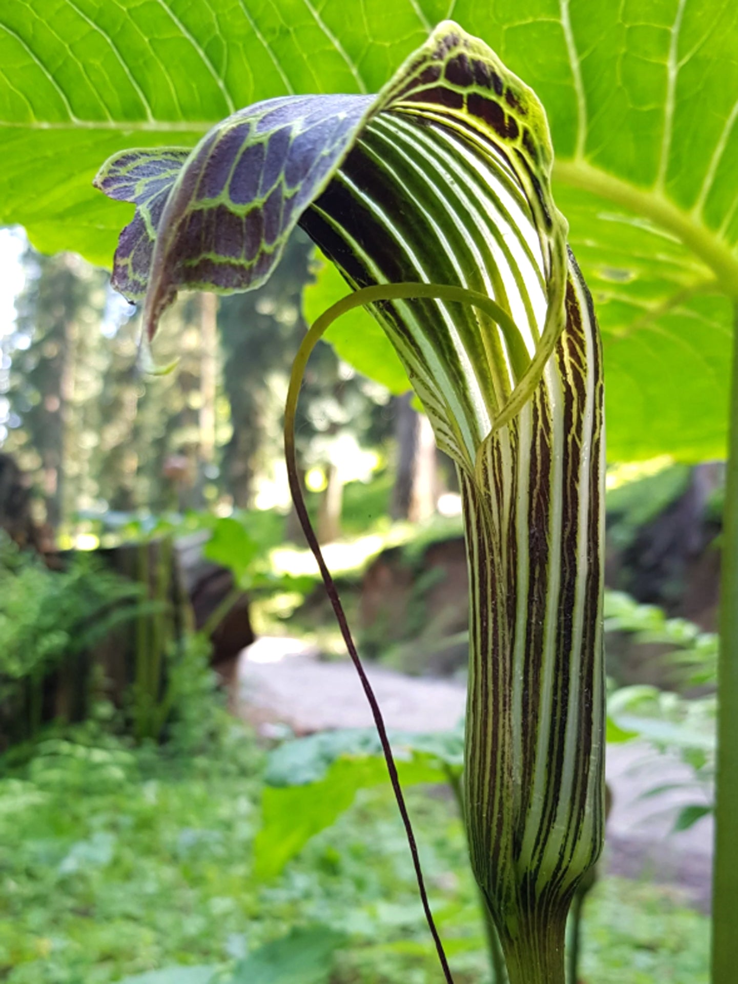 Arisaema griffithii