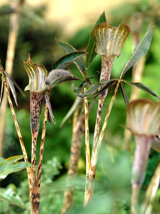 Arisaema nepenthoides