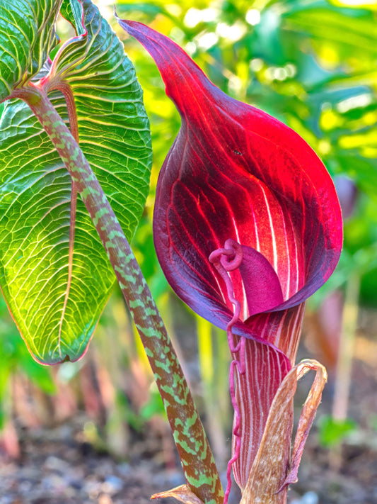 Arisaema speciosum