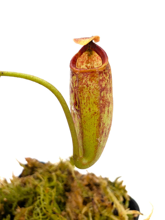 Nepenthes aristolochioides x campanulata