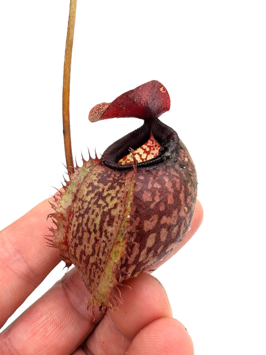 Nepenthes aristolochioides x undulatifolia