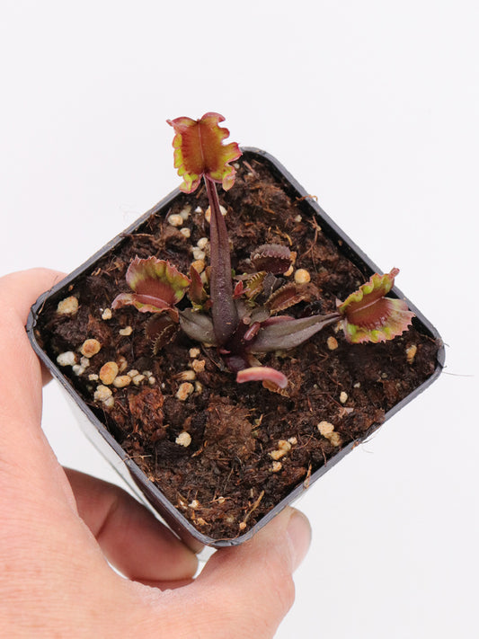 Dionaea muscipula „AR Werwolf“
