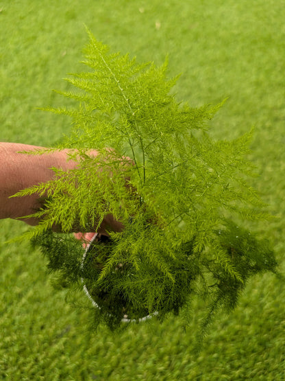 Asparagus setaceus