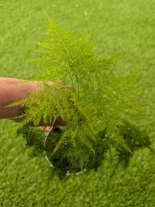 Asparagus fern
