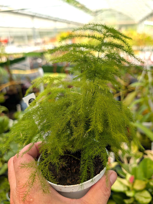 Asparagus setaceus