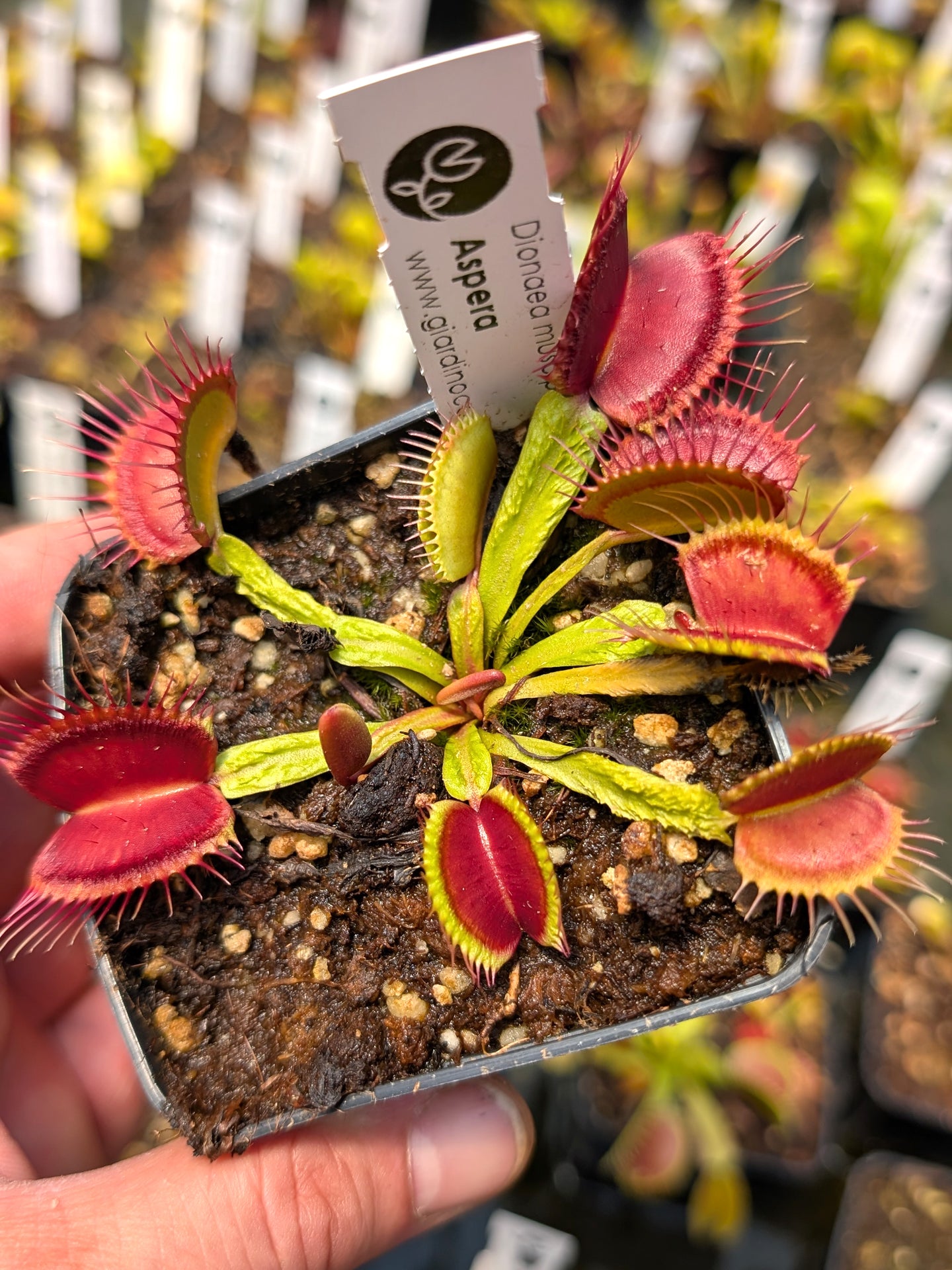 Dionaea muscipula Aspera