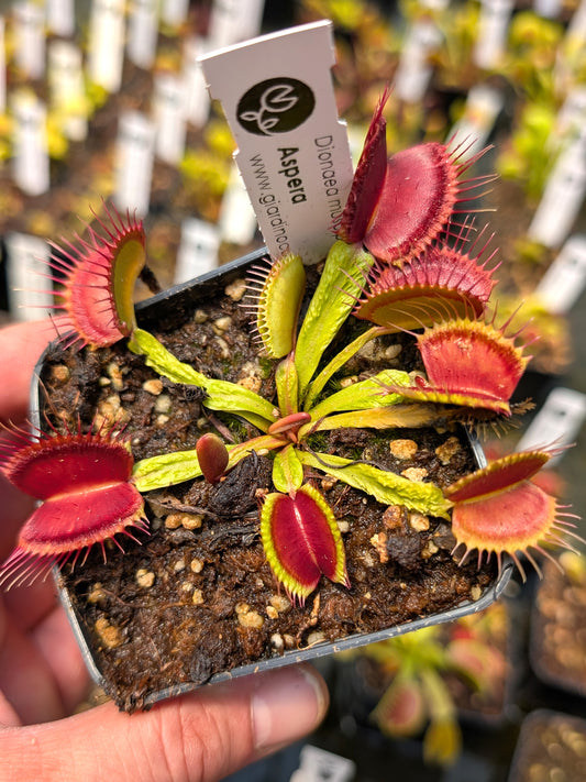 Dionaea muscipula Aspera