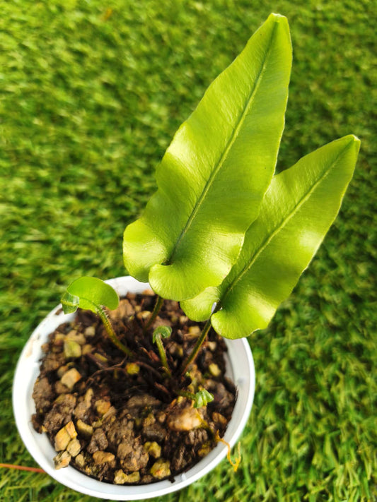 Asplenium scolopendrium