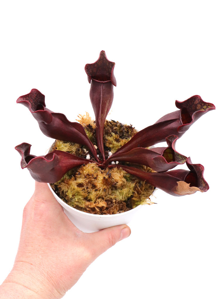 PV5 GC Sarracenia purpurea ssp. purpurea "Black Brown"