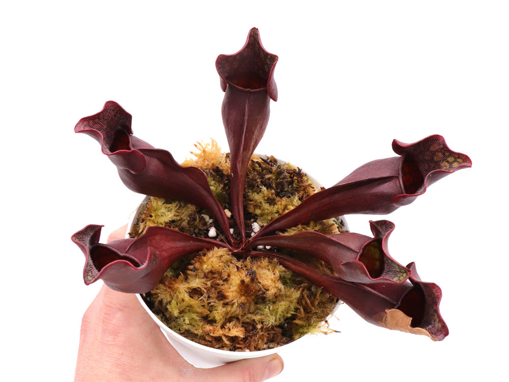 PV5 GC Sarracenia purpurea ssp. purpurea "Black Brown"