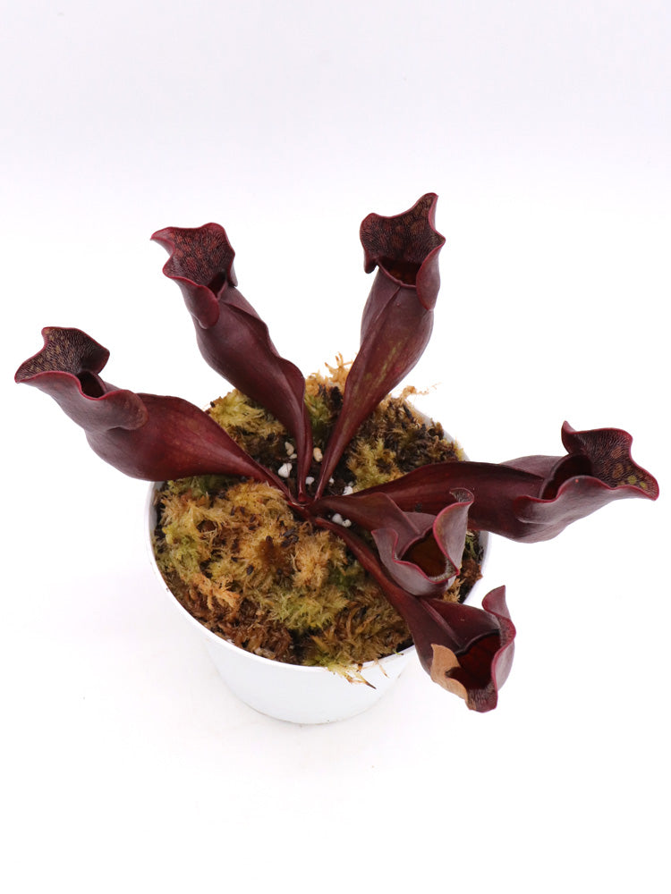 PV5 GC Sarracenia purpurea ssp. purpurea "Black Brown"