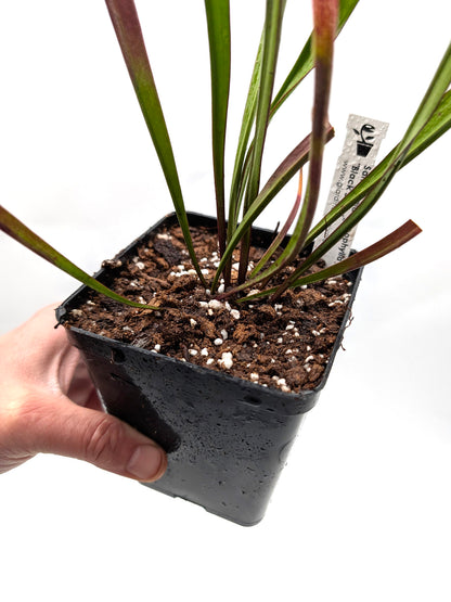AUCTION 9: Sarracenia leucophylla "Black Sheer" Large Size
