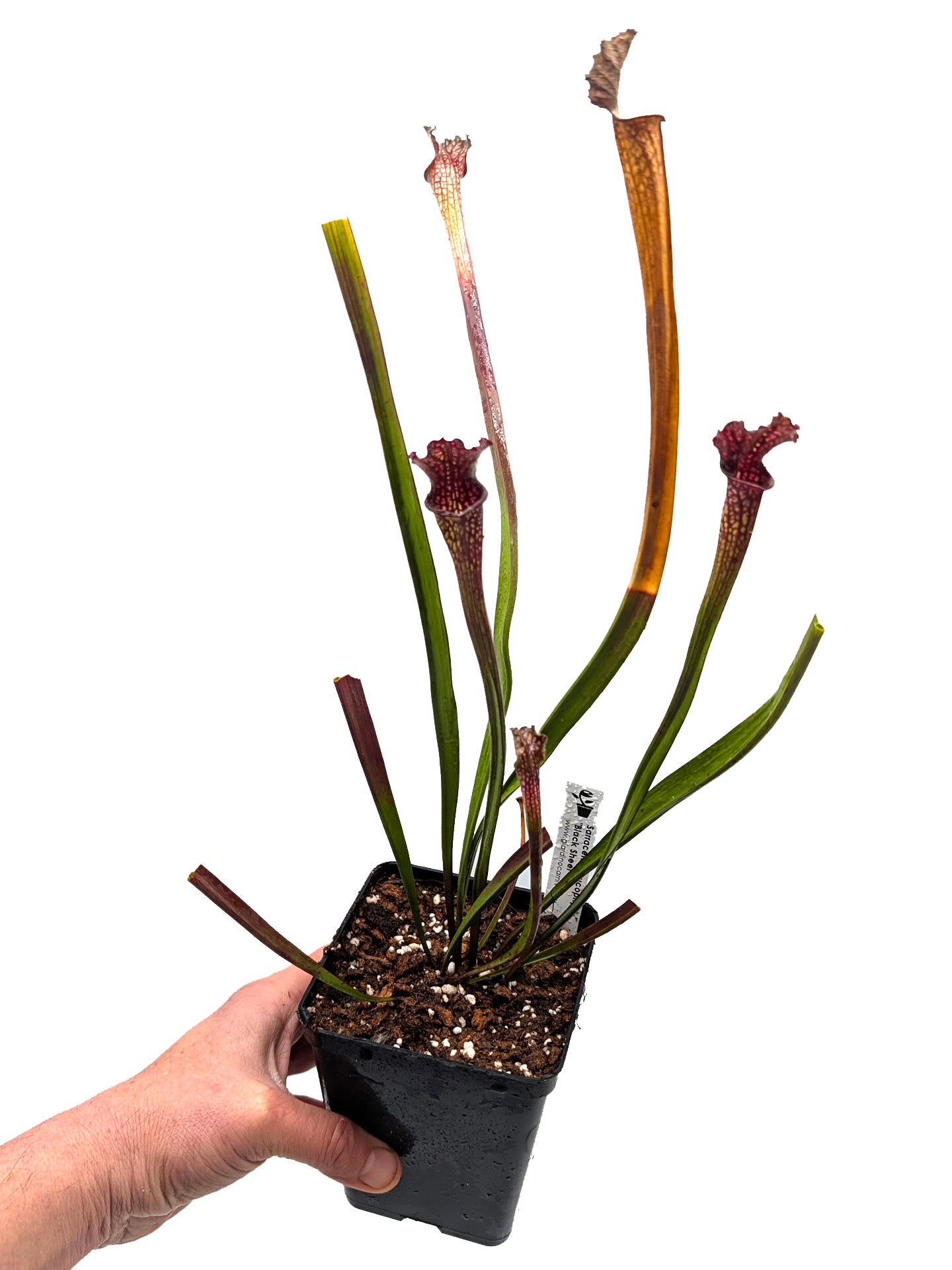 AUCTION 9: Sarracenia leucophylla "Black Sheer" Large Size