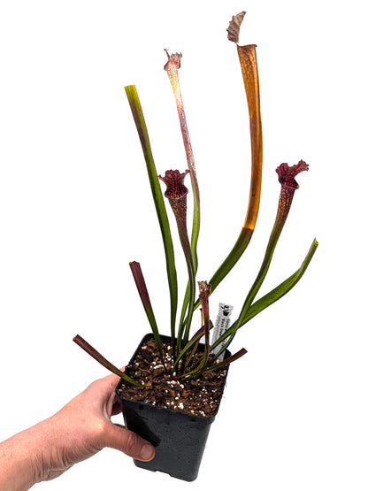 AUCTION 9: Sarracenia leucophylla "Black Sheer" Large Size