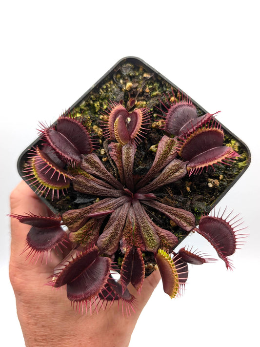 Dionaea muscipula  Asura