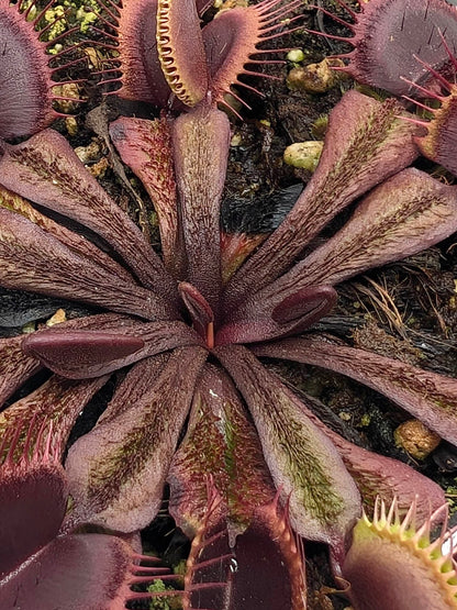 Dionaea muscipula  Asura