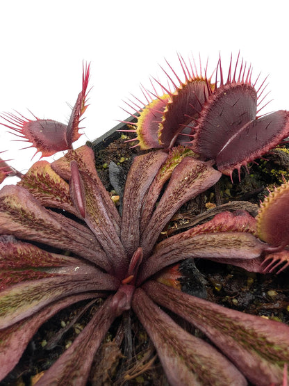 Dionaea muscipula  Asura
