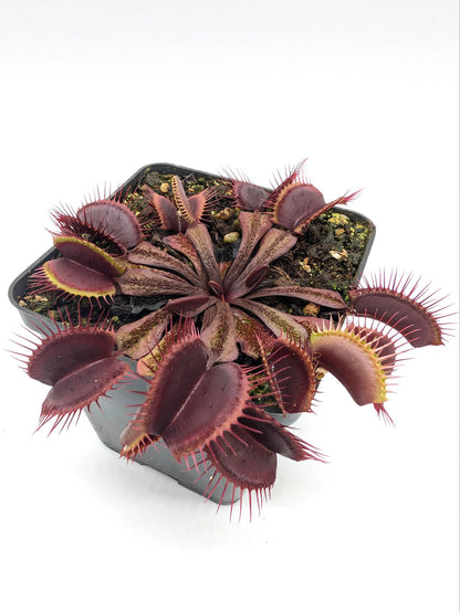 Dionaea muscipula  Asura