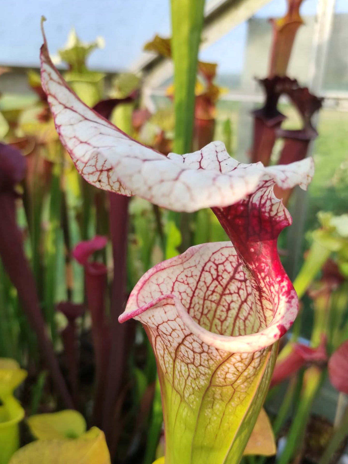Sarracenia 'Atlas 5'