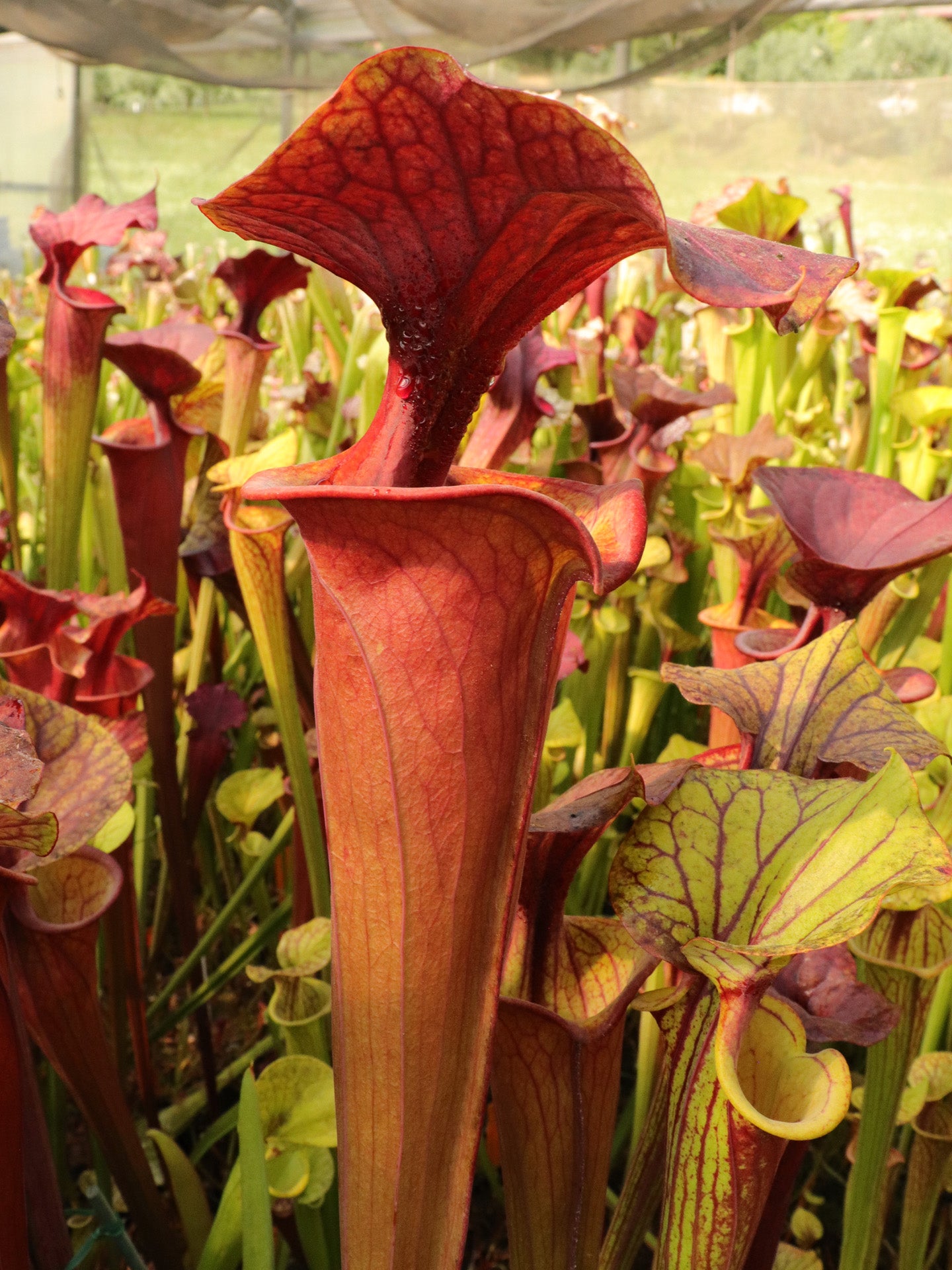 Sarracenia flava var. atropurpurea F3 Black Water State Forest
