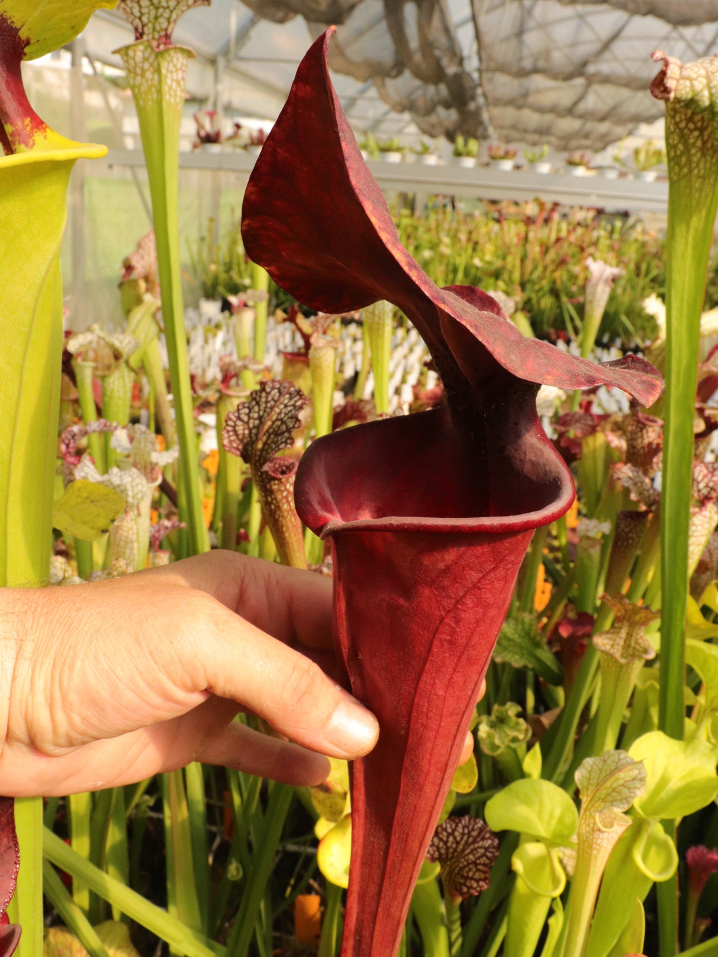 F1 GC Sarracenia flava var. atropurpurea „Black Velvet Mouth“