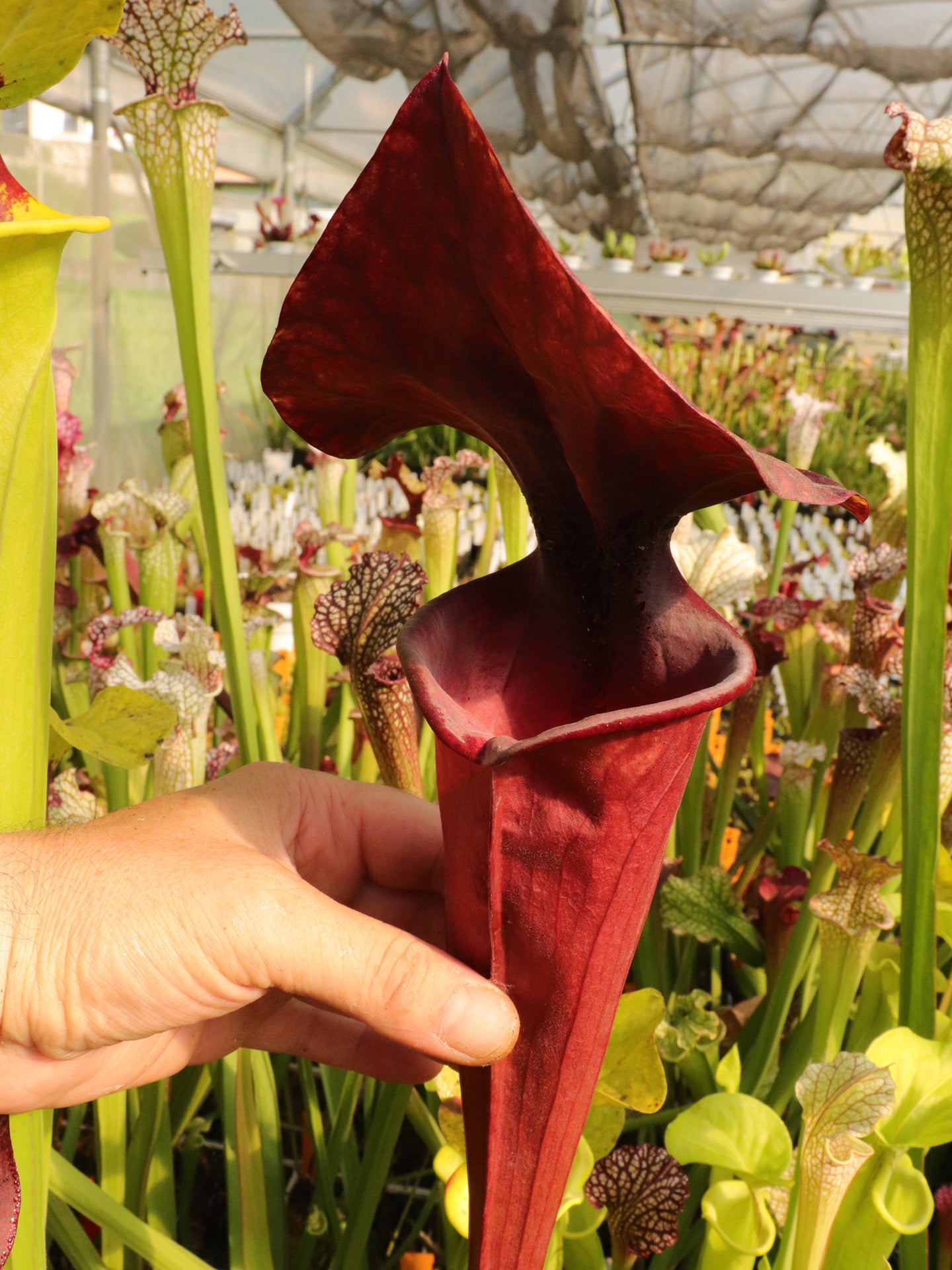 F1 GC Sarracenia flava var. atropurpurea „Black Velvet Mouth“