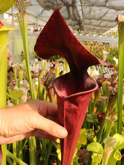 F1 GC Sarracenia flava var. atropurpurea „Black Velvet Mouth“