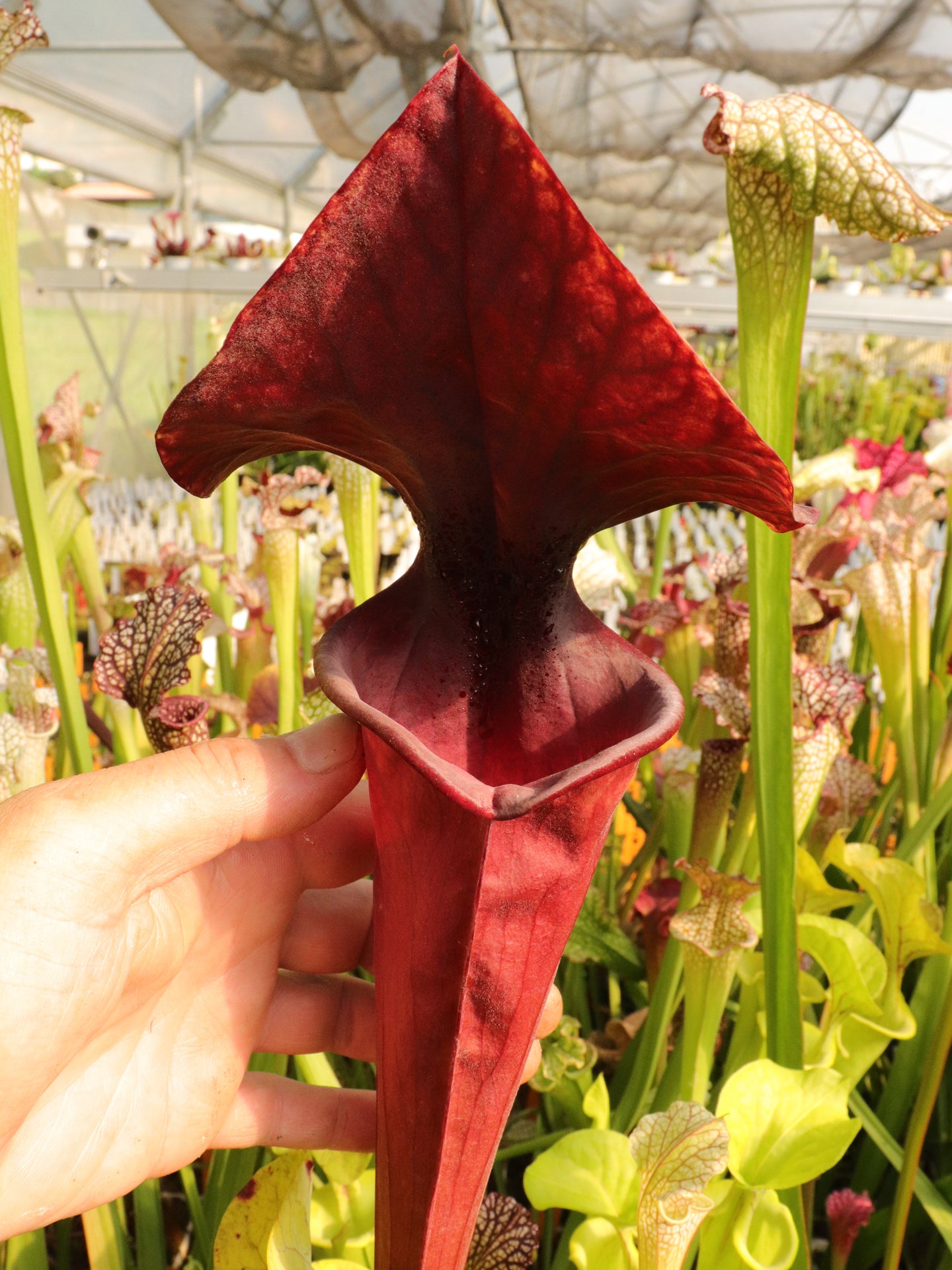 F1 GC Sarracenia flava var. atropurpurea „Black Velvet Mouth“