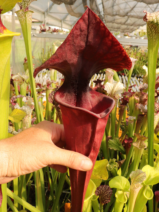 F1 GC Sarracenia flava var. atropurpurea „Black Velvet Mouth“