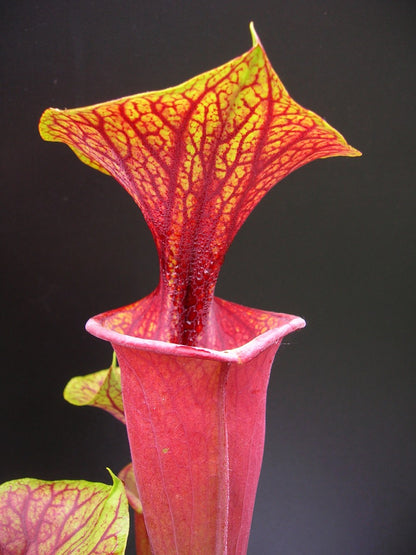 Sarracenia flava var. atropurpurea  Sandy Bay PW