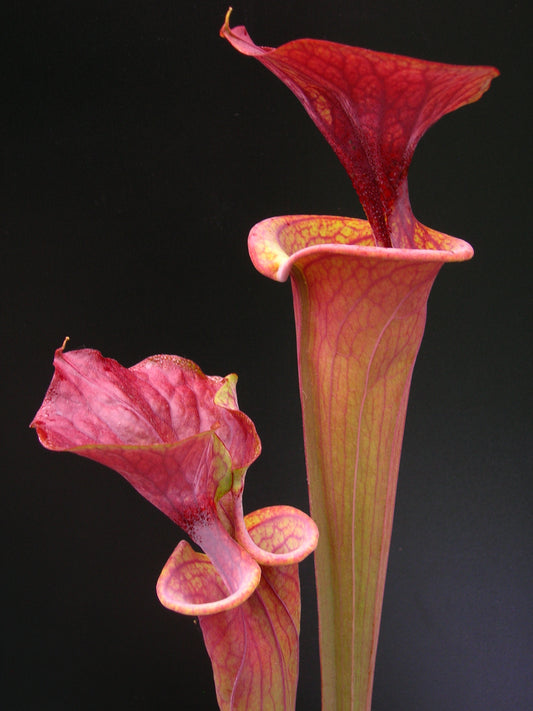 Sarracenia flava var. atropurpurea ipf96 A. Selwin