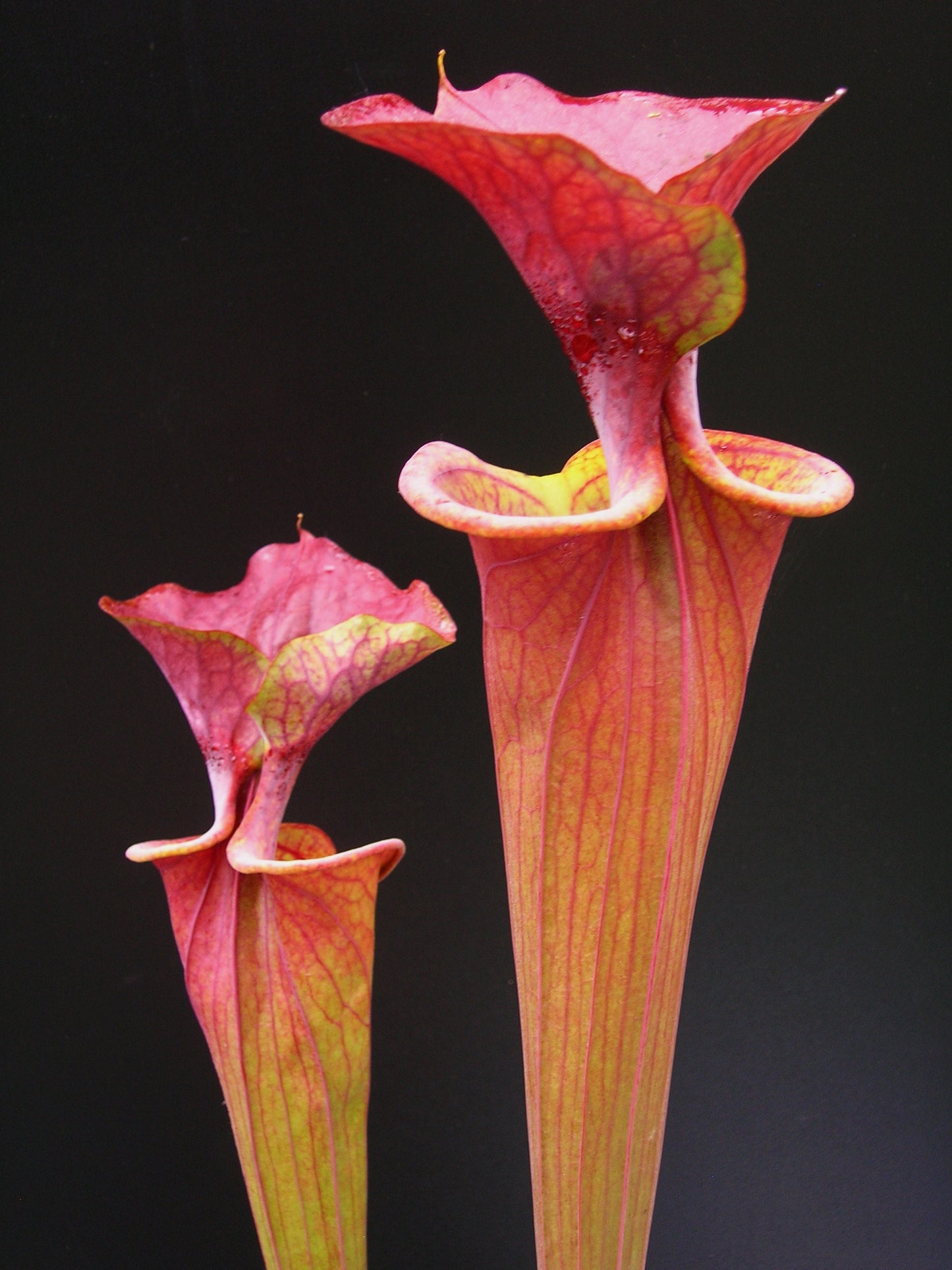 Sarracenia flava var. atropurpurea ipf96 A. Selwin