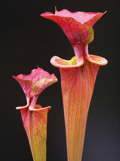 Sarracenia flava var. atropurpurea ipf96 A. Selwin