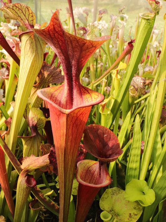 Sarracenia flava var. atropurpurea  Sandy Bay PW