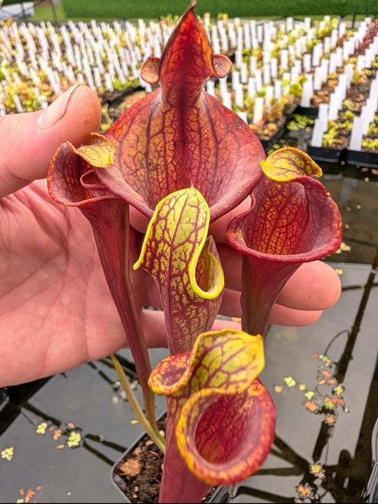 ASTA 2 : Sarracenia flava var. atropurpurea "Lidless" GC Selections