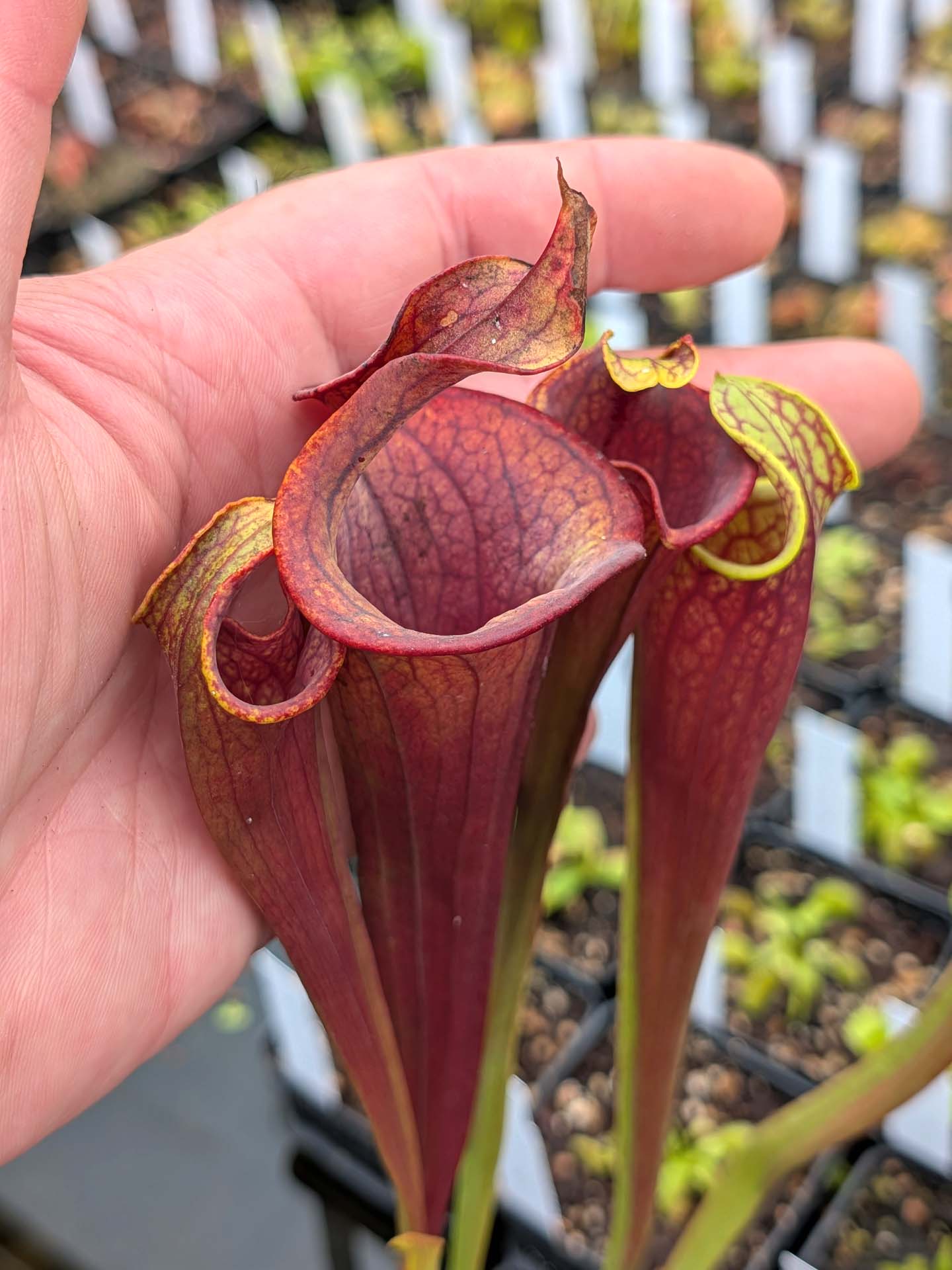 ASTA 2 : Sarracenia flava var. atropurpurea "Lidless" GC Selections