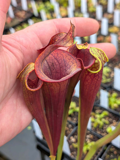 ASTA 2 : Sarracenia flava var. atropurpurea "Lidless" GC Selections